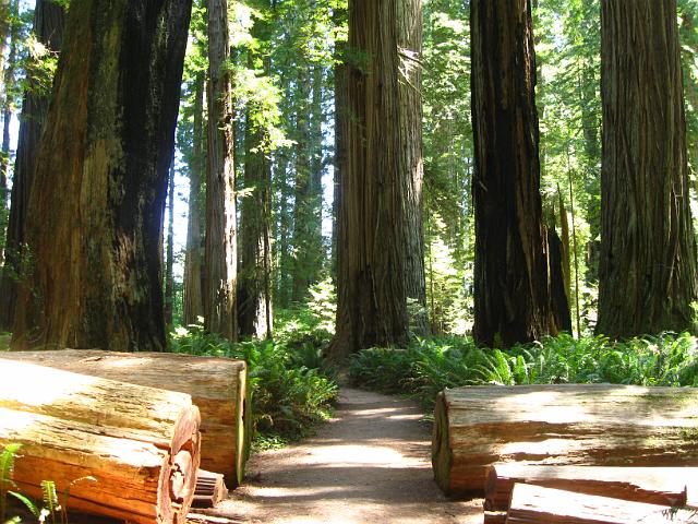 Bolan Mt & Redwoods-150.JPG - Stout Grove